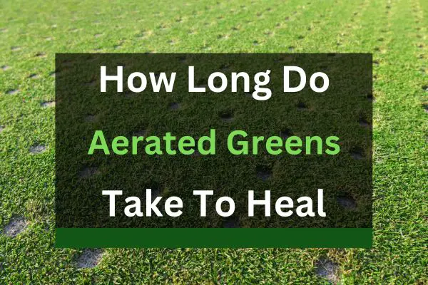 how-long-do-aerated-greens-take-to-heal-mike-adams-golf