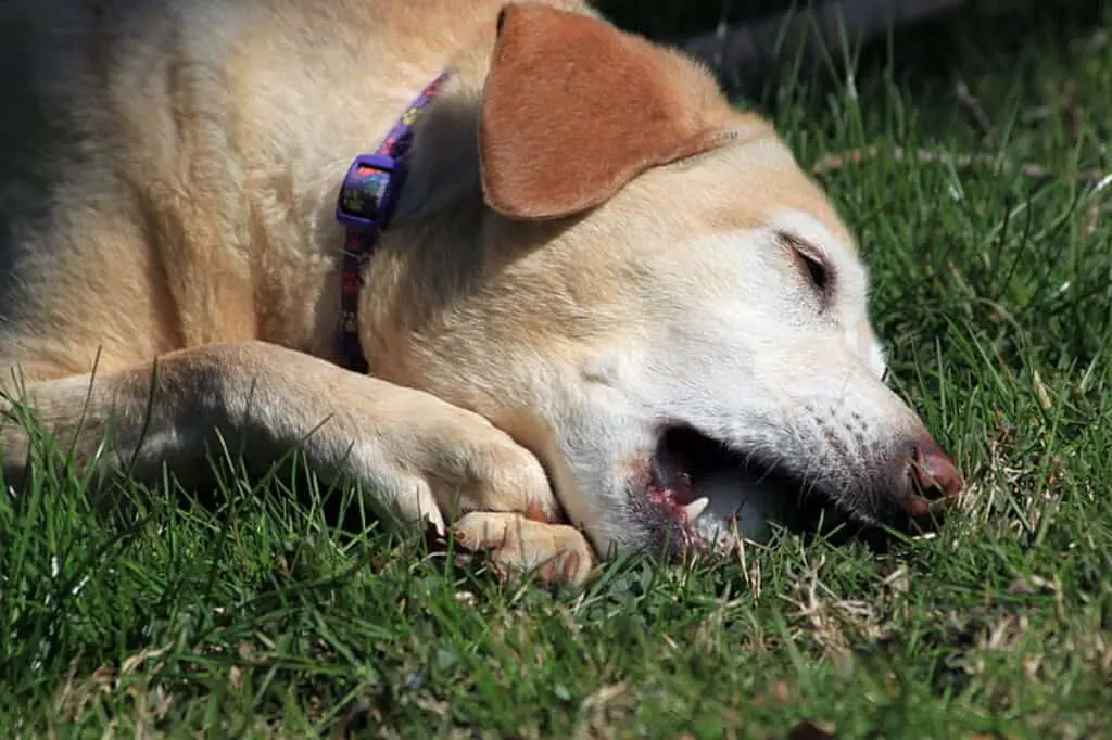 Dog chewing on a golf ball.