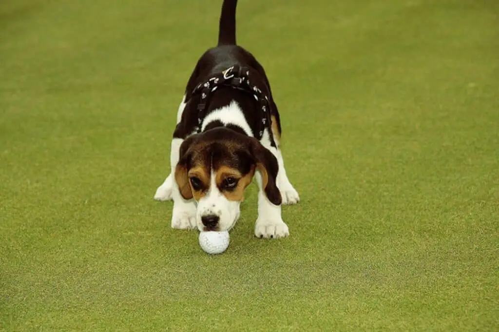 Dog plays with a golf ball.