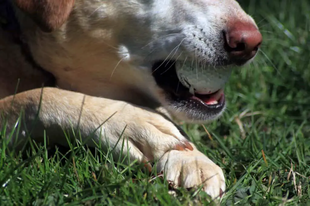 Dog with a golf ball in its mouth.