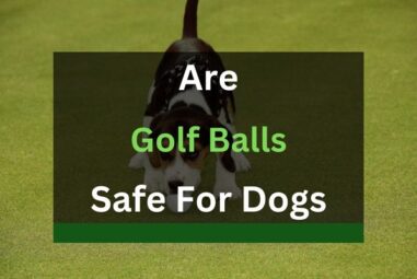Are Golf Balls Safe for Dogs? (Solved)